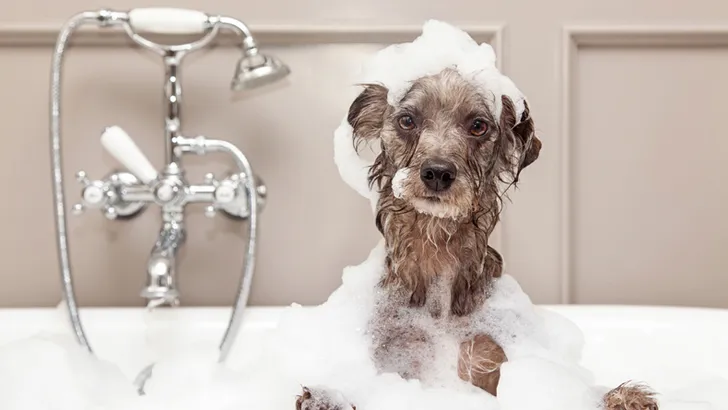 6 musts voor een schoon huishouden