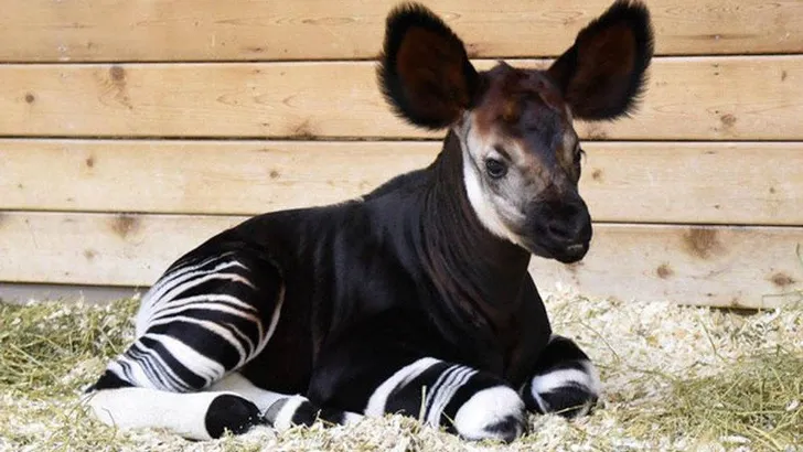 okapi