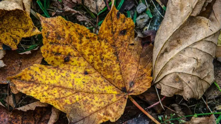 Dit is de lelijkste kleur ter wereld