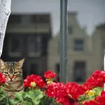 Kruip nooit achter een geranium