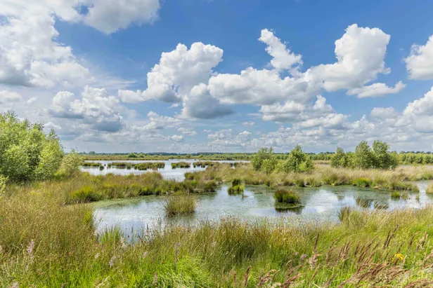 Het Fochteloërveen