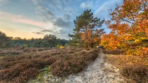 Autumn heathland landscape path