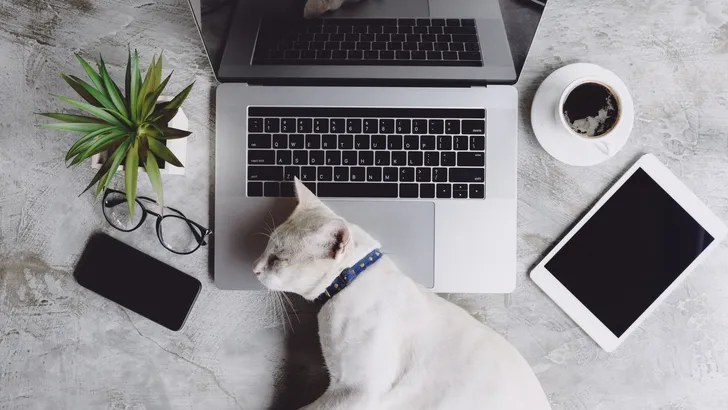 Facebook voor dieren: geen duimpjes omhoog maar pootjes