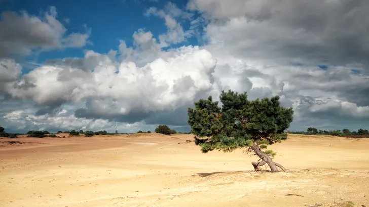 Drents-Friese Wold