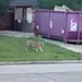 Video: man laat tijger uit in voortuin - buurtbewoners laaiend