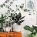 planten levend