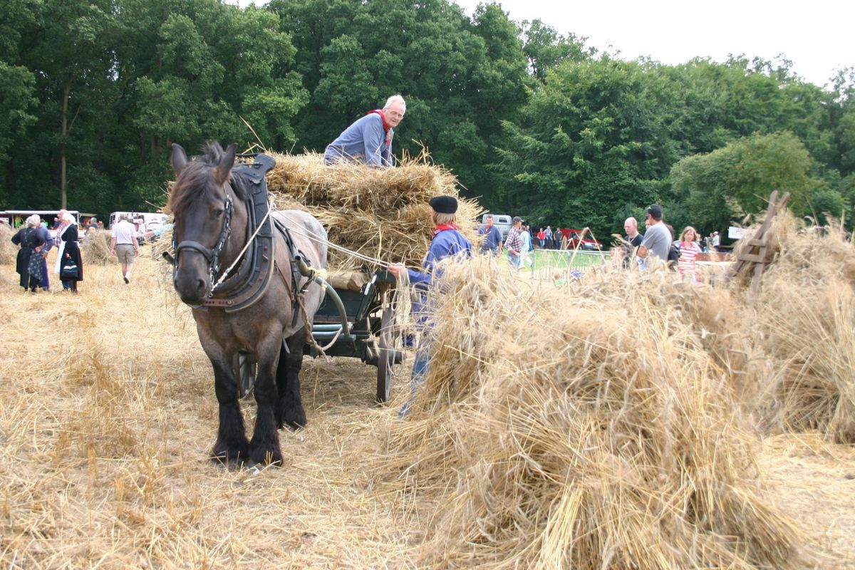 11 augustus: Oogstdag Oude Stijl