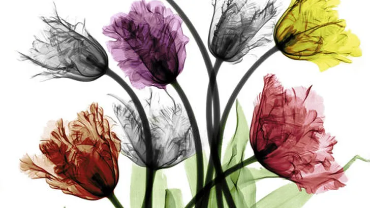 Voor wie niet kan wachten: Tulpen Nu!