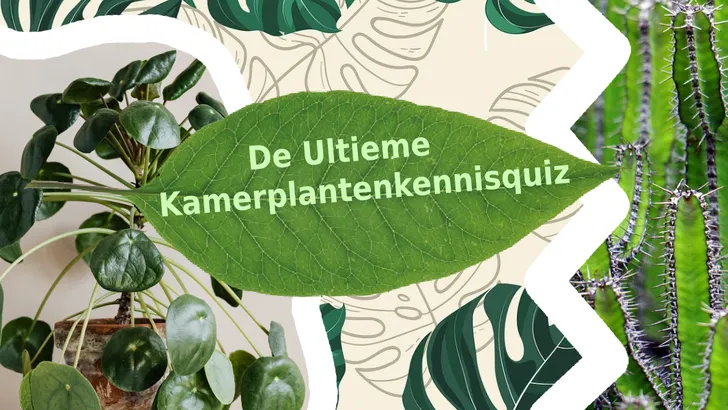 Planten