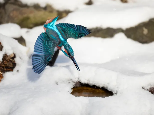 De ijsvogel in actie
