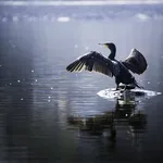 Beautiful light Great Cormorant spreading his wings sitting on a stone