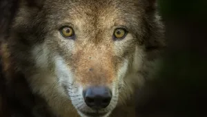 Eurasian wolf