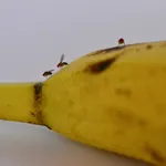 banaan