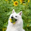 Nomnom: Fotoshoot met honden en bloemen gaat helemaal mis en het is hilarisch