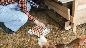 Slecht nieuws voor wie eigen kippen heeft: dit is de échte reden waarom hun eieren vaak vol PFAS zitten