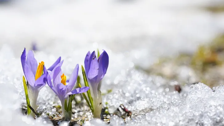 krokussen sneeuw