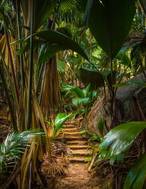 De bijzondere Coco de Mer-palmboom in Vallée de Mai 
