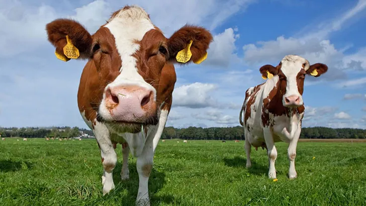 Voedsel- en warenautoriteit laat 59 koeien weghalen