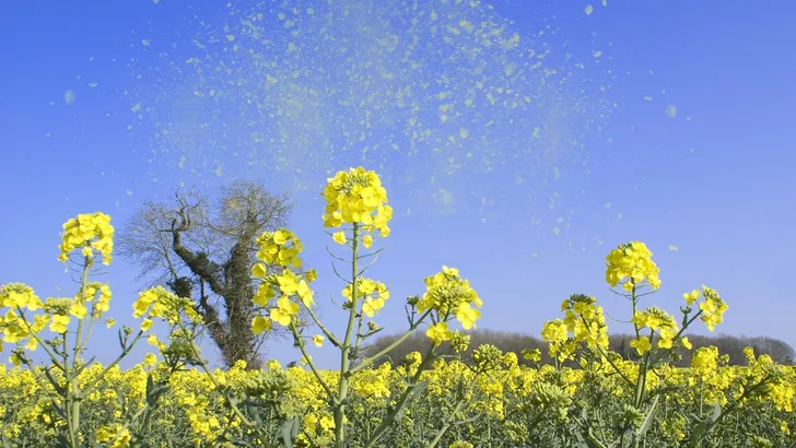 Pollen-piek: dit laat je even staan als je hooikoorts hebt
