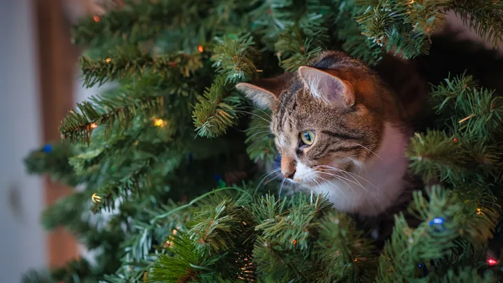 kerstboom