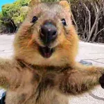 quokka
