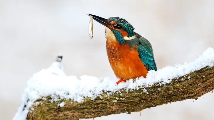 IJsvogel