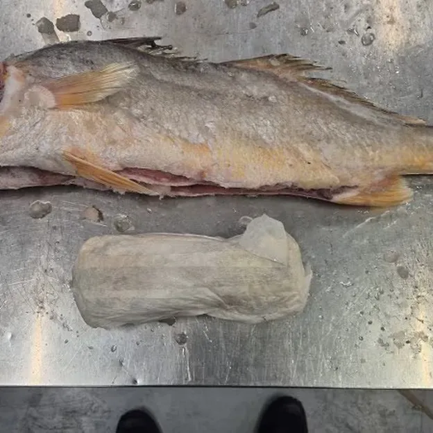 Douane kijkt vreemd op na scan: in deze lading bevroren vis zat ruim 300 kilo wit poeder