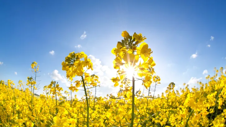 sunshine on yellow rapeseed oil flower field