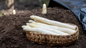 24 juni asperges