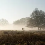 Dog walking in park on misty morning