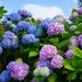 Knallende blauwe hortensia’s zonder enige chemische producten: dit simpele trucje gebruiken tuiniers al in de winter