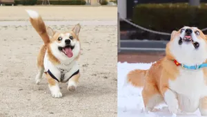 corgi