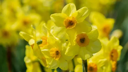Narcis