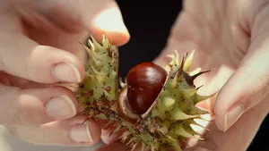 Kastanjes bij reuma