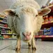 Klanten geloven hun ogen niet: 50 schapen bestormen de supermarkt