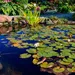 Landschapsvijver in de tuin.