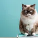 afvaltrucjes weegschaal kat blauw