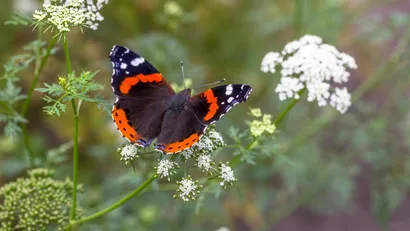 Weetjes over vlinders