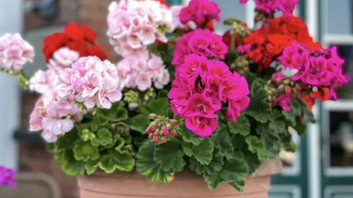 Geraniums naar binnen