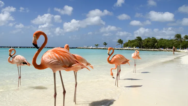 De ultieme droombaan: chillen op de Bahama's met flamingo's