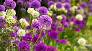 Bollen planten