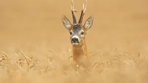 Ree