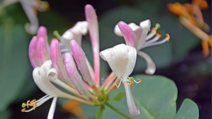 Wilde bloemen