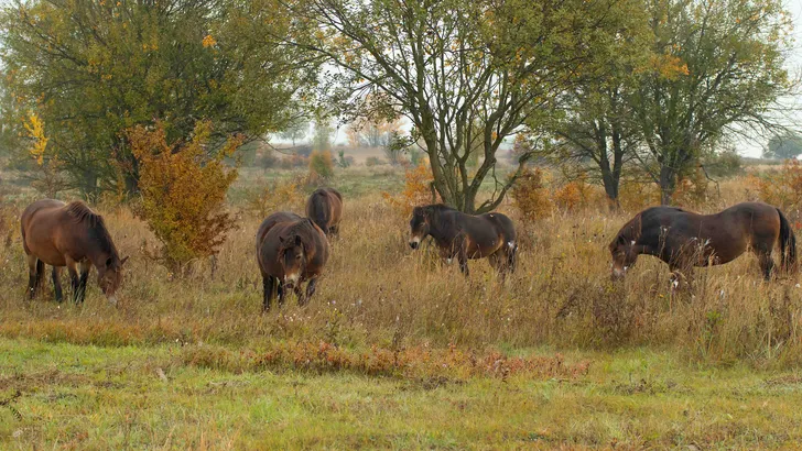 Wilde paarden