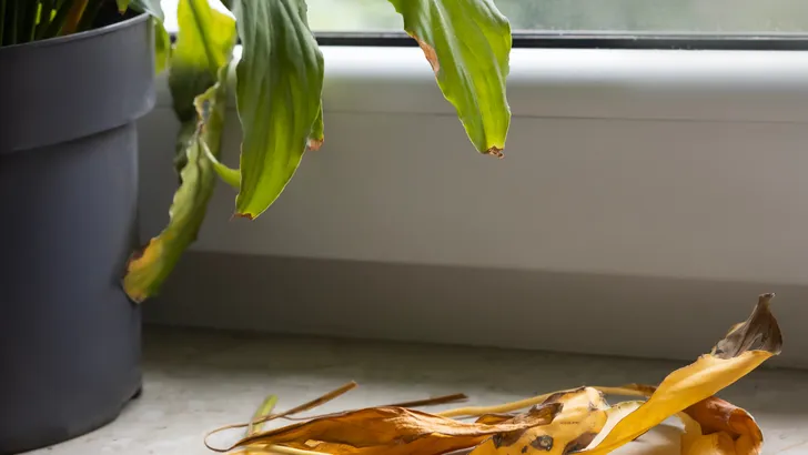 planten
