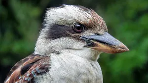 kookaburra