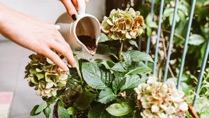 Van roze naar felblauw: met dit simpele keukeningrediënt verander je de kleur van je hortensia's
