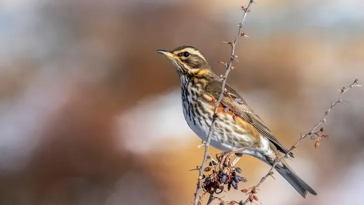 Redwing, Turdus iliacus.