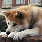hond
