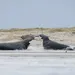 Waddenzee